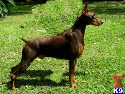 Stud Dogs - Doberman Pinscher